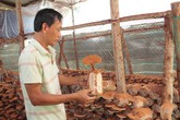 Làm giàu từ trồng loại nấm siêu lợi nhuận Làm giàu từ trồng loại nấm siêu lợi nhuận