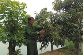 Cựu binh già và mức thu nhập 600 - 700 triệu đồng/năm Cựu binh già và mức thu nhập 600 - 700 triệu đồng/năm