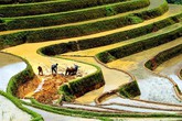 Về miền Tây Bắc săn lúa, săn mây Về miền Tây Bắc săn lúa, săn mây