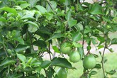 Chữa mất ngủ nhờ cây lạc tiên cho đúng cách Chữa mất ngủ nhờ cây lạc tiên cho đúng cách