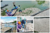 Hà Nội: Hé lộ nguyên nhân khiến hàng chục tấn cá chết ở Hồ Tây Hà Nội: Hé lộ nguyên nhân khiến hàng chục tấn cá chết ở Hồ Tây