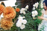Ngắm không rời mắt sân thượng hoa hồng thi nhau đua sắc của bà mẹ trẻ Sài Gòn Ngắm không rời mắt sân thượng hoa hồng thi nhau đua sắc của bà mẹ trẻ Sài Gòn