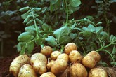 6 loại rau củ năng suất nhất để trồng trong khu vườn nhỏ của bạn 6 loại rau củ năng suất nhất để trồng trong khu vườn nhỏ của bạn
