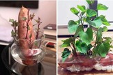'Khoai lang bon sai' - thú trang trí nhà mới chỉ tốn vài nghìn đồng 'Khoai lang bon sai' - thú trang trí nhà mới chỉ tốn vài nghìn đồng