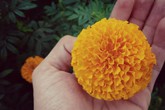 Việc đuổi muỗi sẽ cực hiệu quả nếu nhà bạn có một trong 8 loại cây dưới đây Việc đuổi muỗi sẽ cực hiệu quả nếu nhà bạn có một trong 8 loại cây dưới đây