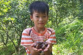 Nhặt hạt dẻ thuê hái ra tiền trăm/ngày Nhặt hạt dẻ thuê hái ra tiền trăm/ngày