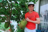 Lý Hải Minh Hà trồng mít trên ban công, tưởng chỉ cho bóng mát ai ngờ quả "khủng", thơm nức Lý Hải Minh Hà trồng mít trên ban công, tưởng chỉ cho bóng mát ai ngờ quả "khủng", thơm nức
