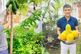 Vợ chồng Công Vinh - Thủy Tiên tươi rói khoe những lần hái quả sai trĩu trong vườn nhà Vợ chồng Công Vinh - Thủy Tiên tươi rói khoe những lần hái quả sai trĩu trong vườn nhà