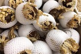 Giới nhà giàu săn loài hoa lạ tăng cường sinh lực với giá cao ngất ngưởng Giới nhà giàu săn loài hoa lạ tăng cường sinh lực với giá cao ngất ngưởng