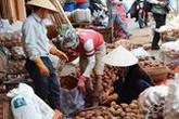 Lâm Đồng chi tiền tỷ làm tem chống hàng giả khoai tây Lâm Đồng chi tiền tỷ làm tem chống hàng giả khoai tây