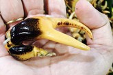 Hàng hiếm miền Tây: Bắt con cua đồng, bẻ đôi càng chuyển máy bay ra Hà Nội Hàng hiếm miền Tây: Bắt con cua đồng, bẻ đôi càng chuyển máy bay ra Hà Nội