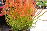 8 loại cây cảnh siêu nhỏ nhưng có hình dáng vô cùng ấn tượng khiến ai nhìn cũng muốn trồng 8 loại cây cảnh siêu nhỏ nhưng có hình dáng vô cùng ấn tượng khiến ai nhìn cũng muốn trồng