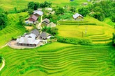 Fansipan mùa lúa chín đẹp ngỡ ngàng Fansipan mùa lúa chín đẹp ngỡ ngàng