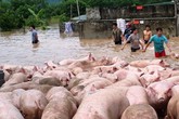 Thanh Hóa: Cứu hàng nghìn con lợn bơi trong nước lũ Thanh Hóa: Cứu hàng nghìn con lợn bơi trong nước lũ