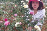 Từ trồng cho vui để ngắm, cô gái Sơn La đã có vườn hồng đáng giá vài tỷ đồng Từ trồng cho vui để ngắm, cô gái Sơn La đã có vườn hồng đáng giá vài tỷ đồng