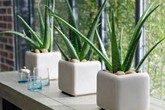 Ngoài làm đẹp và chữa bệnh, đây là lý do quan trọng để bạn trồng ngay 1 chậu nha đam tại nhà Ngoài làm đẹp và chữa bệnh, đây là lý do quan trọng để bạn trồng ngay 1 chậu nha đam tại nhà