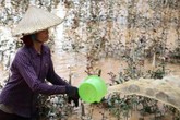 Sơn La: Xót xa nhìn vườn hồng tiền tỷ đỏ rực ngập trong lũ bùn Sơn La: Xót xa nhìn vườn hồng tiền tỷ đỏ rực ngập trong lũ bùn