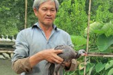 Nuôi loài gà lông lấm tấm, bay giỏi như chim, bán 100 ngàn/con Nuôi loài gà lông lấm tấm, bay giỏi như chim, bán 100 ngàn/con