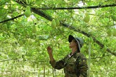 Chỉ trồng su su thôi, 9X thu 200 triệu sau 7 tháng Chỉ trồng su su thôi, 9X thu 200 triệu sau 7 tháng