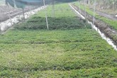 Cả làng trồng khoai lang, riêng anh trồng rau má, thu 800 ngàn/ngày Cả làng trồng khoai lang, riêng anh trồng rau má, thu 800 ngàn/ngày