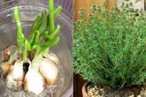 Diệt gọn “mầm” sốt xuất huyết với 7 loại cây gia vị đuổi muỗi cực mạnh Diệt gọn “mầm” sốt xuất huyết với 7 loại cây gia vị đuổi muỗi cực mạnh