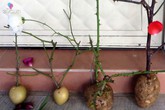 Cắm cành hồng vào củ khoai tây, 1 tuần sau ai nấy đều ngạc nhiên khi thấy kết quả Cắm cành hồng vào củ khoai tây, 1 tuần sau ai nấy đều ngạc nhiên khi thấy kết quả
