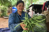 Trồng bạt ngàn đậu cô ve nơi sườn đồi, tới vụ cô gái 8X mỏi tay đếm tiền Trồng bạt ngàn đậu cô ve nơi sườn đồi, tới vụ cô gái 8X mỏi tay đếm tiền