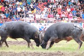 Thót tim với những màn giao tranh quyết liệt của các “ông trâu” chọi Đồ Sơn Thót tim với những màn giao tranh quyết liệt của các “ông trâu” chọi Đồ Sơn