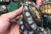 Giới nhà giàu Việt ngày càng chịu chi cho hải sản nhập khẩu tiền triệu Giới nhà giàu Việt ngày càng chịu chi cho hải sản nhập khẩu tiền triệu