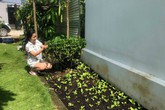 Chồng Ốc Thanh Vân trồng rau, quả cho 4 mẹ con thu hoạch mỏi tay Chồng Ốc Thanh Vân trồng rau, quả cho 4 mẹ con thu hoạch mỏi tay