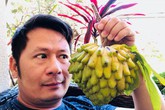 Ổi, mãng cầu to "khủng bố" trong khu vườn của Bằng Kiều ở Mỹ Ổi, mãng cầu to "khủng bố" trong khu vườn của Bằng Kiều ở Mỹ