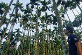 Nhà vườn thu trăm triệu nhờ cau được giá Nhà vườn thu trăm triệu nhờ cau được giá