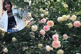 Vườn hồng vài nghìn gốc siêu quý 3000m2 của hot girl 8x Thái Nguyên Vườn hồng vài nghìn gốc siêu quý 3000m2 của hot girl 8x Thái Nguyên