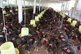 Nuôi gà "2 tầng", lãi ròng 400 triệu/năm Nuôi gà "2 tầng", lãi ròng 400 triệu/năm