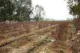 Hà Nội sẽ có một vườn đào “Nhật Tân” thứ hai Hà Nội sẽ có một vườn đào “Nhật Tân” thứ hai