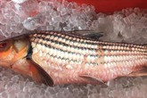 Nồi cá kho 12 triệu đồng: Đặc sản chài sóc ăn Tết đỡ ngán Nồi cá kho 12 triệu đồng: Đặc sản chài sóc ăn Tết đỡ ngán