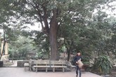 Bắc Ninh: Nhiều người không muốn bán cây sưa trăm tỷ ở làng Đông Cốc Bắc Ninh: Nhiều người không muốn bán cây sưa trăm tỷ ở làng Đông Cốc