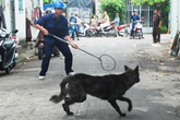 Hà Nội thành lập tổ phản ứng nhanh bắt chó thả rông Hà Nội thành lập tổ phản ứng nhanh bắt chó thả rông