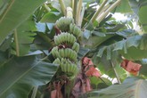 Lá chuối ở nước ngoài cao gấp 20 - 30 lần lá chuối Việt Lá chuối ở nước ngoài cao gấp 20 - 30 lần lá chuối Việt