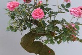 Những loại hoa hồng đắt hàng hơn cả hoa mai, hoa đào dịp Tết Những loại hoa hồng đắt hàng hơn cả hoa mai, hoa đào dịp Tết