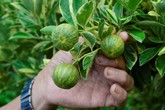 Những loại kiểng độc lạ nhất Tết năm nay Những loại kiểng độc lạ nhất Tết năm nay
