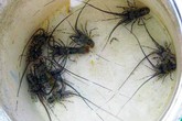 Săn tôm hùm nhí kiếm vài triệu đồng một ngày Săn tôm hùm nhí kiếm vài triệu đồng một ngày