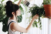 Nữ doanh nhân mất chồng vì quá mê cây cảnh Nữ doanh nhân mất chồng vì quá mê cây cảnh