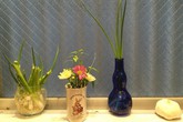 Rau gia vị trồng bon sai trong căn bếp Việt ở Nhật Rau gia vị trồng bon sai trong căn bếp Việt ở Nhật