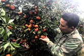 Bỏ phố thị về cuốc đồi: Anh nông dân đón Tết hơn 3 tỷ đồng Bỏ phố thị về cuốc đồi: Anh nông dân đón Tết hơn 3 tỷ đồng