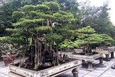 Cây cảnh trăm tỷ hiếm có trong vườn đại gia Hà thành Cây cảnh trăm tỷ hiếm có trong vườn đại gia Hà thành