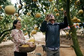 Bưởi Diễn tại vườn giá từ 40 nghìn, nông dân tất bật hái bán Tết Bưởi Diễn tại vườn giá từ 40 nghìn, nông dân tất bật hái bán Tết