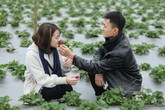 Vườn dâu Tây 4.000 m2 giữa Hà Nội: Truyền tai 1 nơi 'sống ảo' Vườn dâu Tây 4.000 m2 giữa Hà Nội: Truyền tai 1 nơi 'sống ảo'