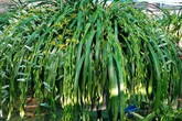 Đại gia Hà thành chi 1,5 tỷ mua 500 nhành lan huyền thoại chơi Tết Đại gia Hà thành chi 1,5 tỷ mua 500 nhành lan huyền thoại chơi Tết