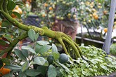 Những cây quất cảnh chỉ để ngắm... rễ Những cây quất cảnh chỉ để ngắm... rễ